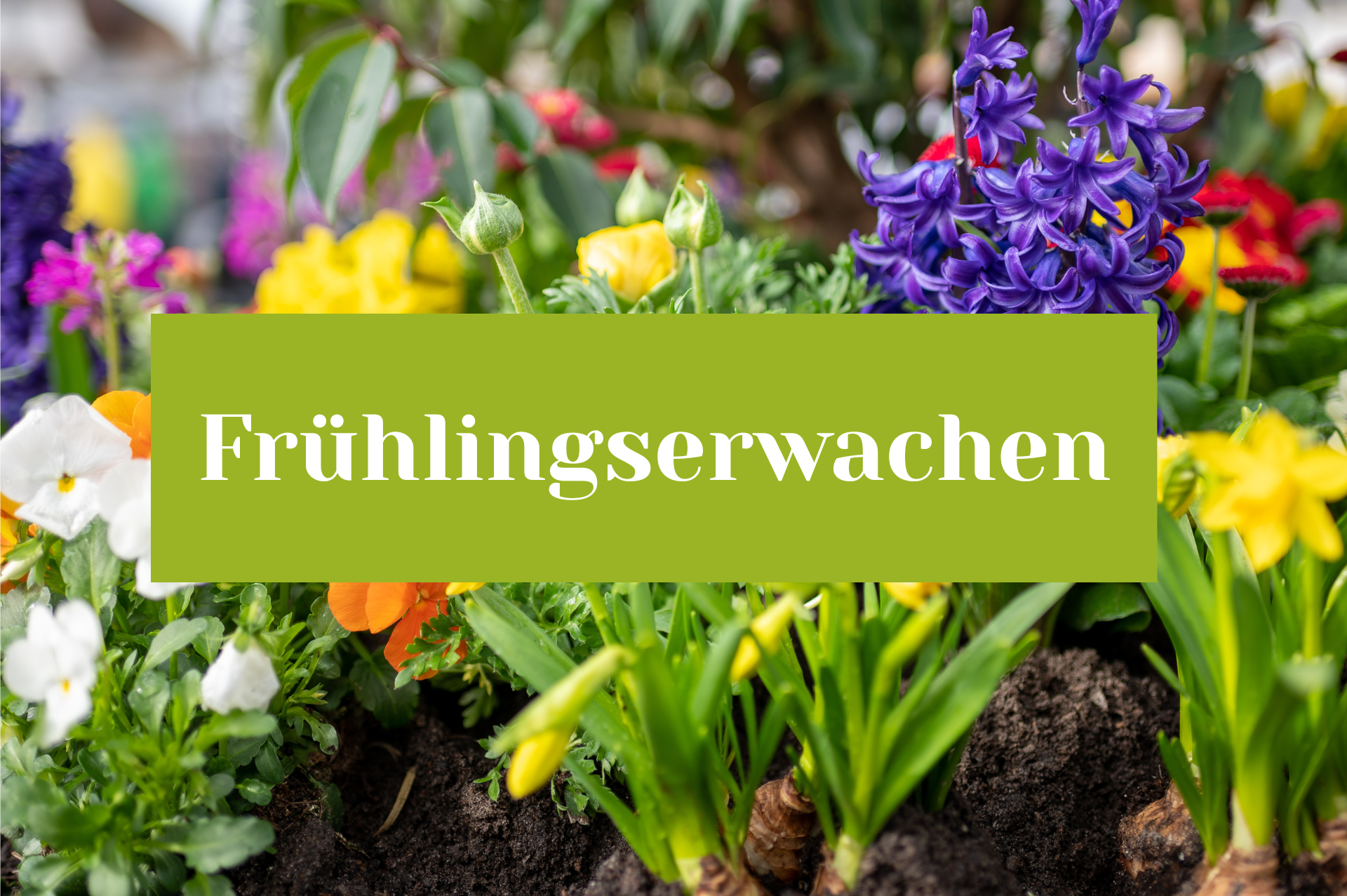 Frühlingsaktion am 18.04.2026 auf dem Wochenmarkt